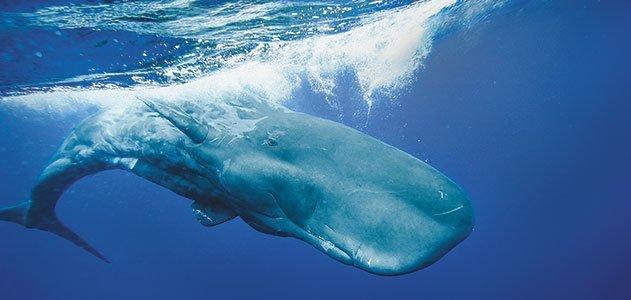 Food resources from sperm whales