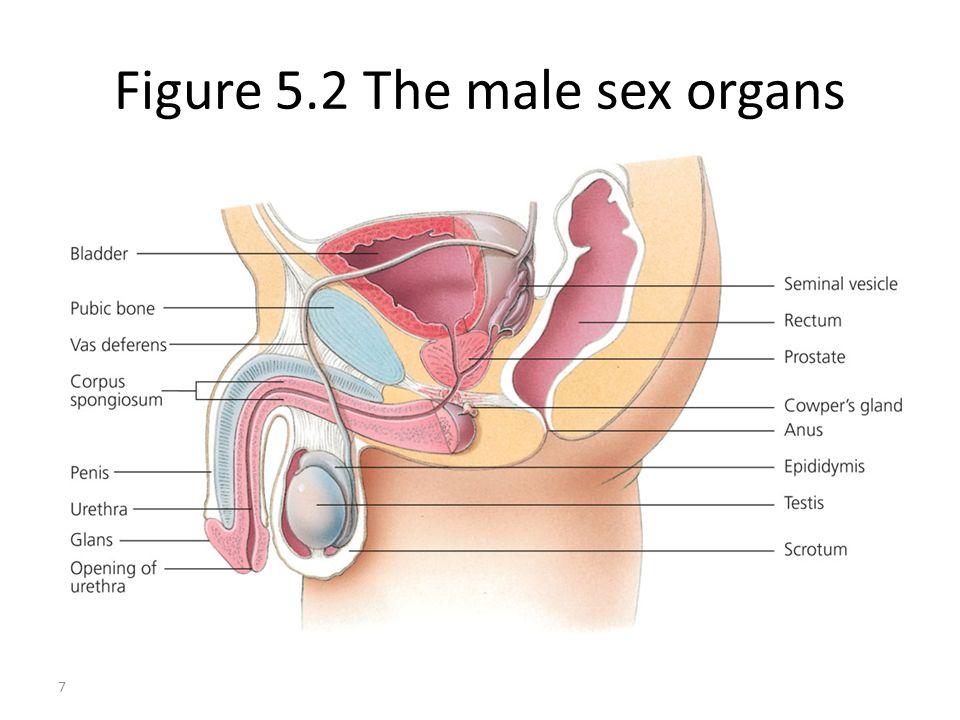 best of Male sex organ The
