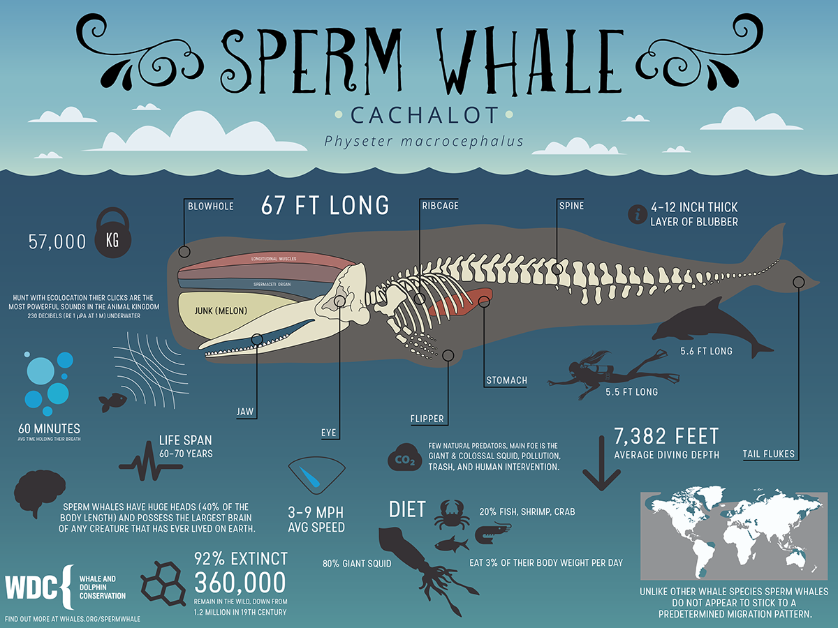 Ladybug reccomend Facts about the sperm whale