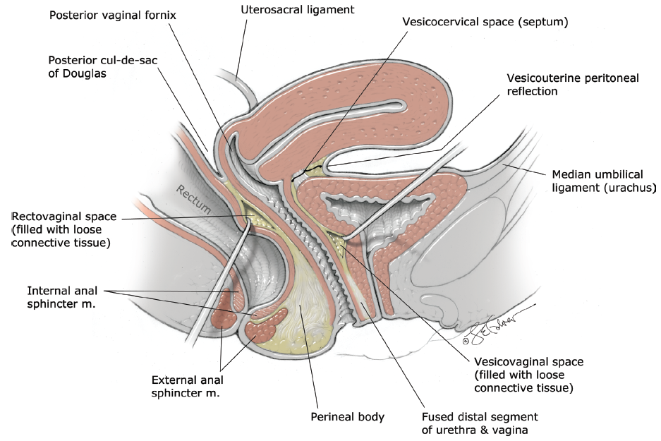 Distance clitoris vagina