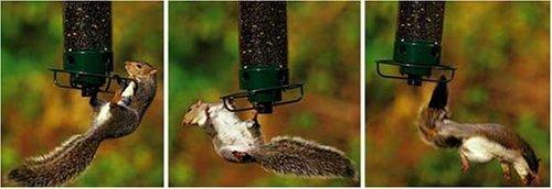 best of Squirrel guard Swinging