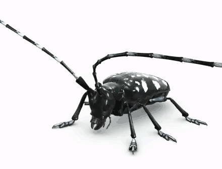 Diamond D. reccomend Asian longhorned beetle and humans
