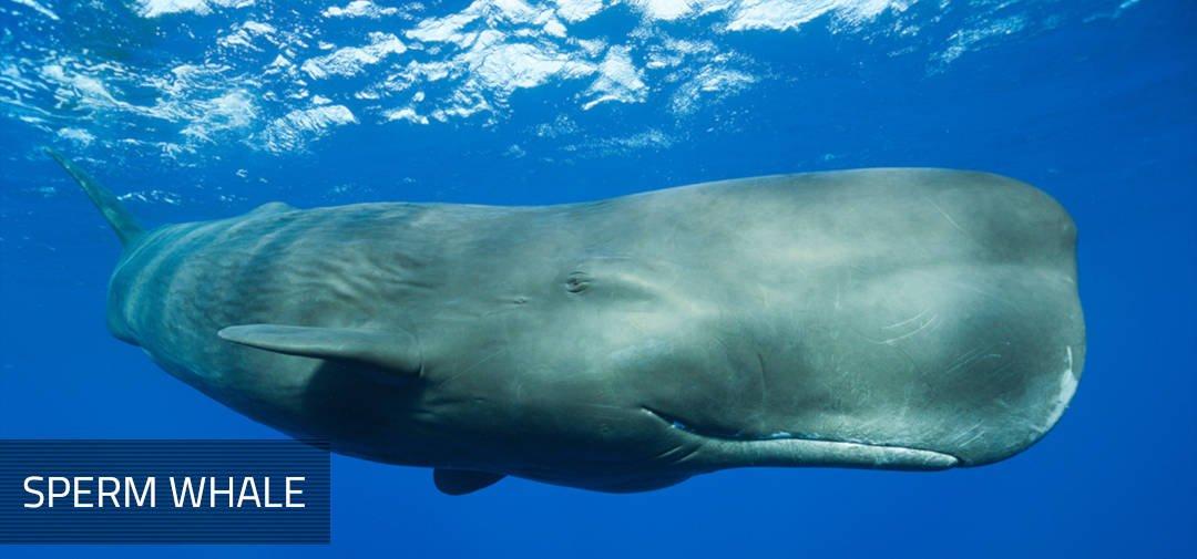 Feeding habits for sperm whales