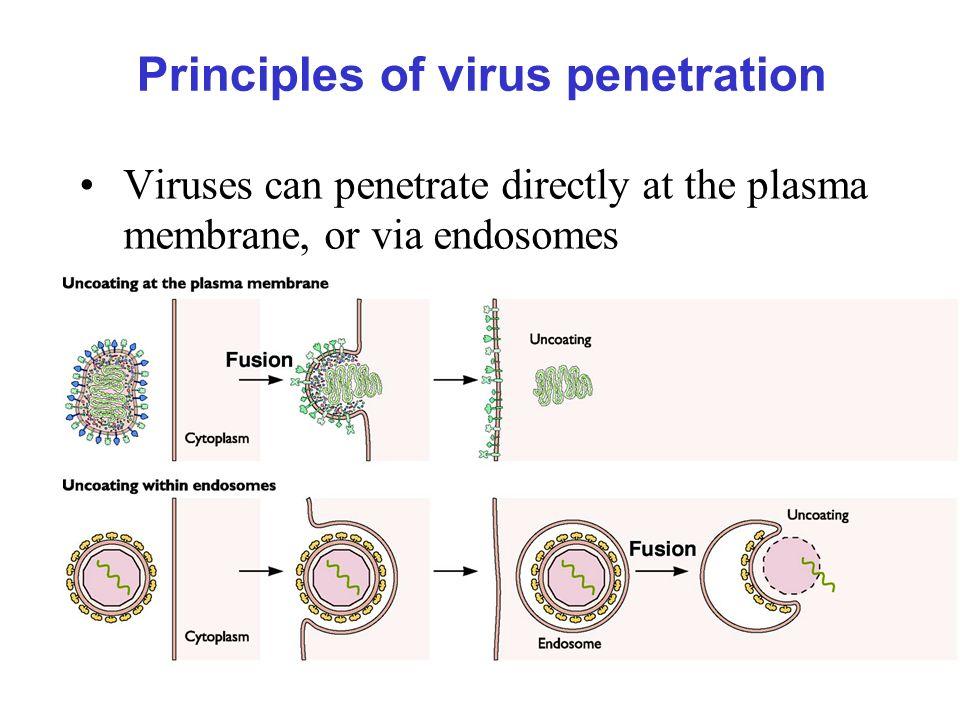 best of Of virus Penetration