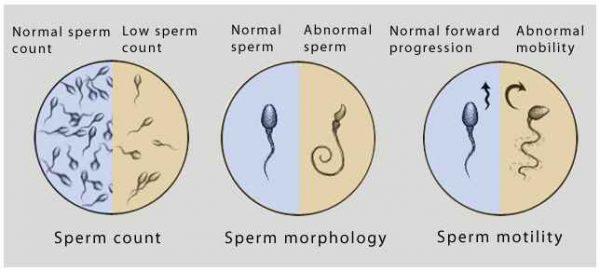 How do you produce more sperm