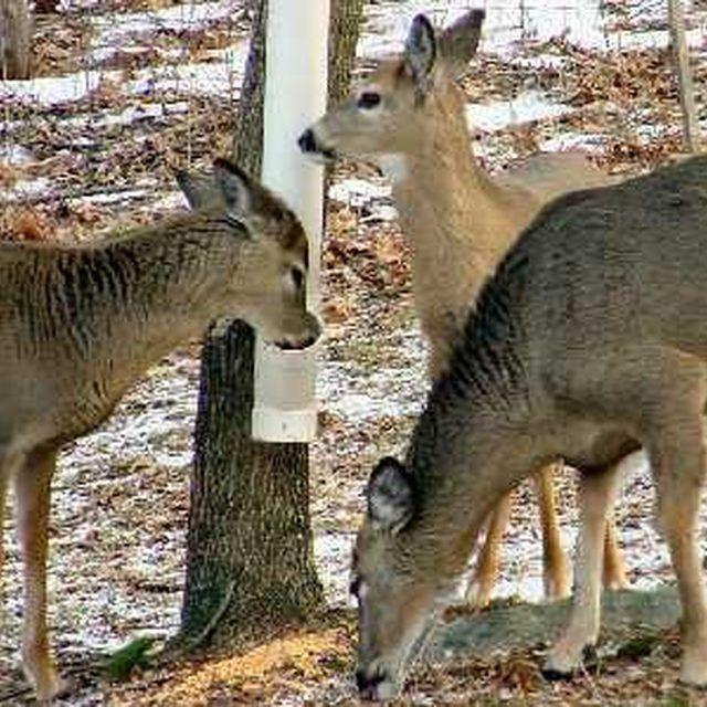 Due deer like peanut butter licks