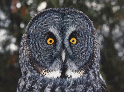 Bail reccomend An owls facial disc