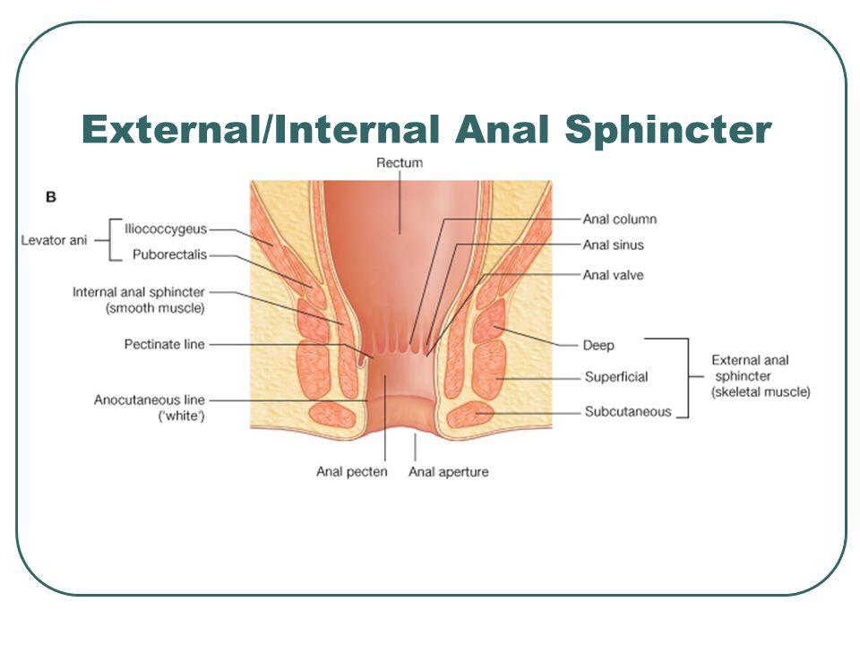 Big L. reccomend Internal anal sphincter image