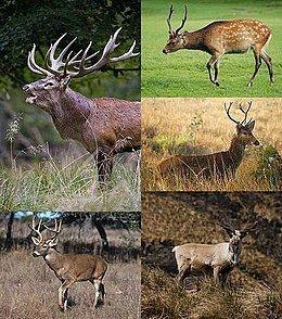 best of Red tail deer Asian