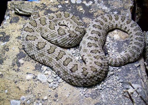 Bad M. F. reccomend Midget faded rattlesnake colorado