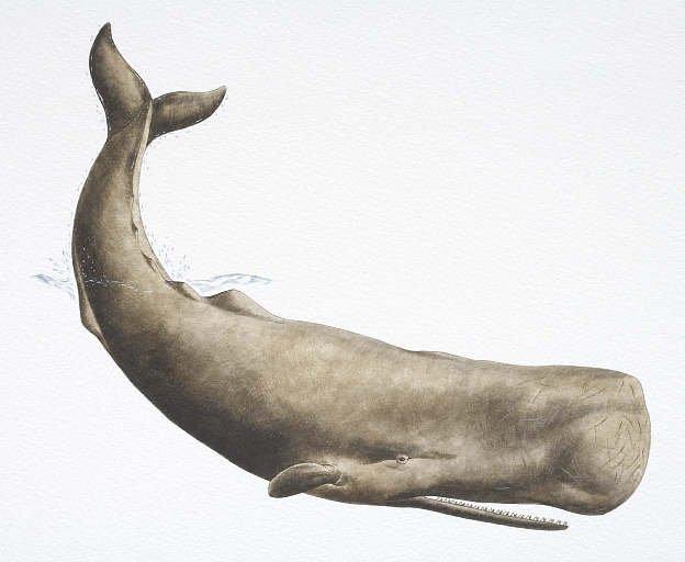 Blubber sperm whales 1800s