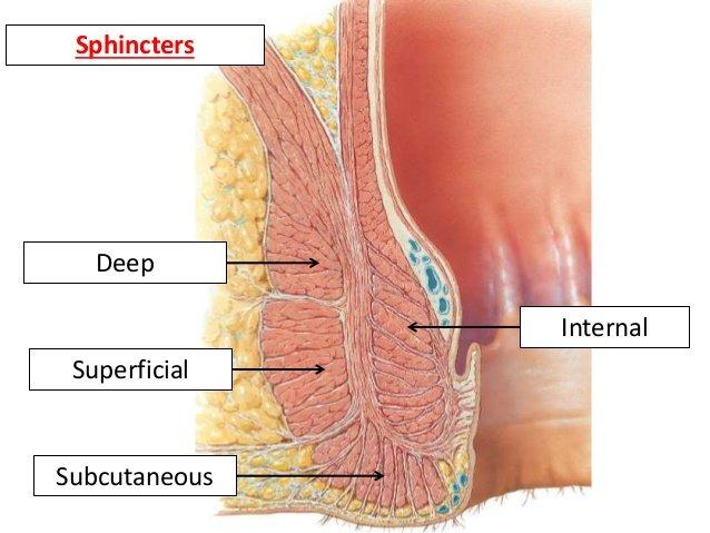 Internal anal sphincter image