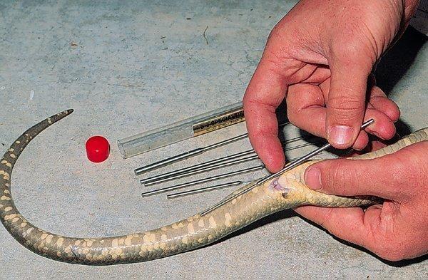best of Cut anus Snake at