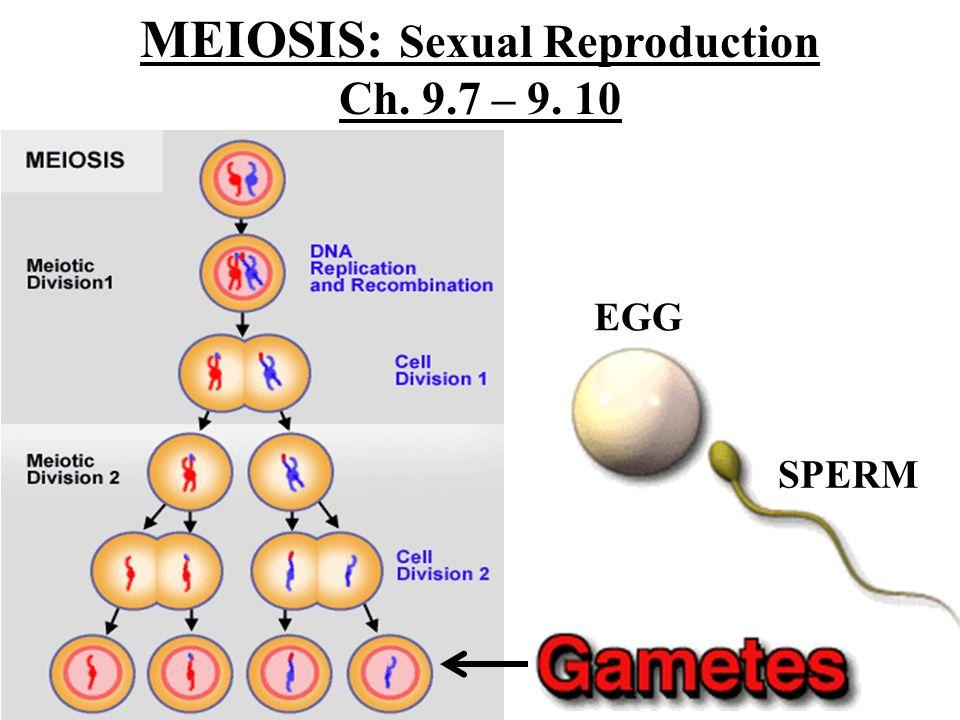 best of And slides Mieosis sperm