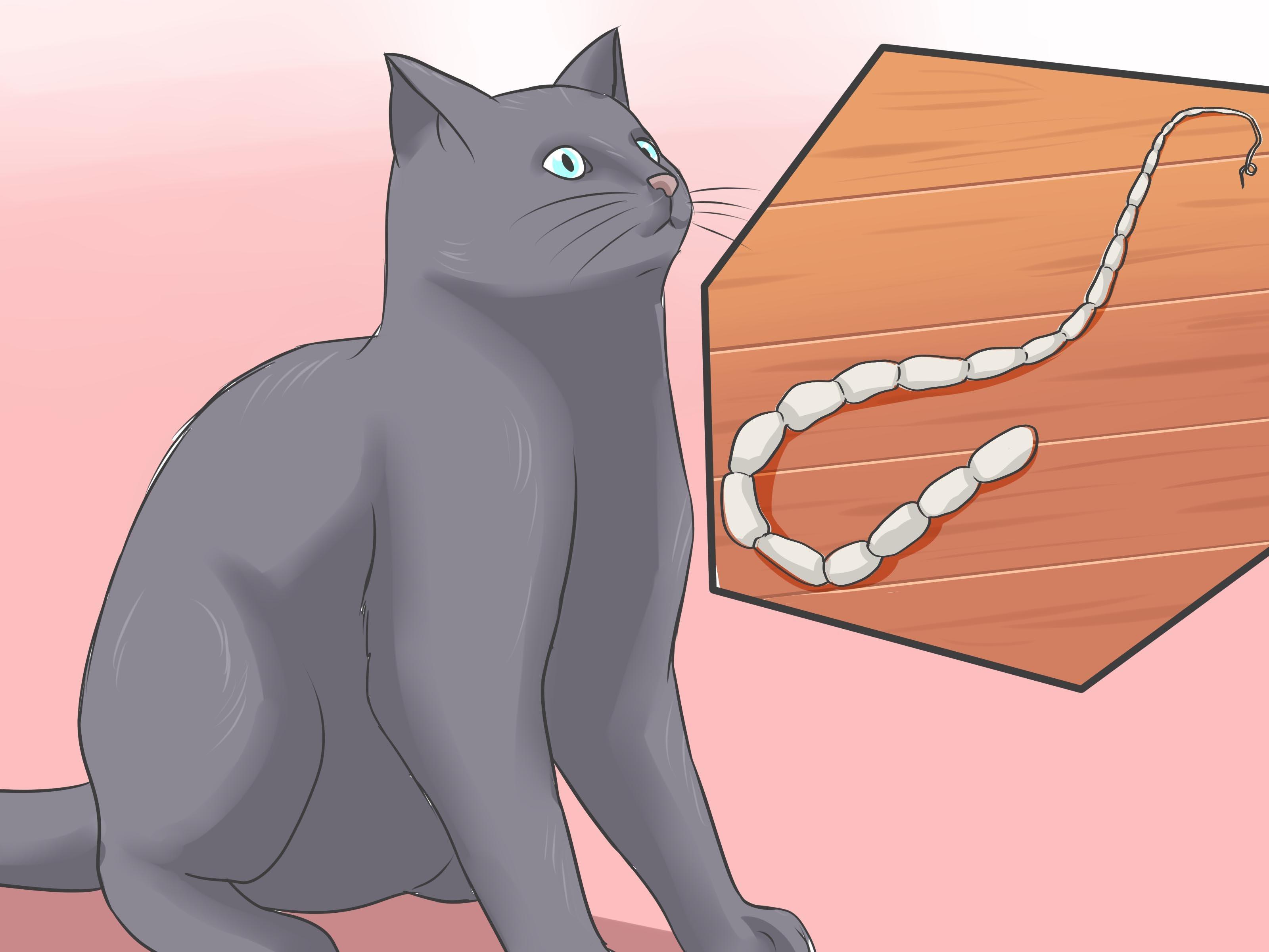 Venom reccomend Tapeworm pull anus cat