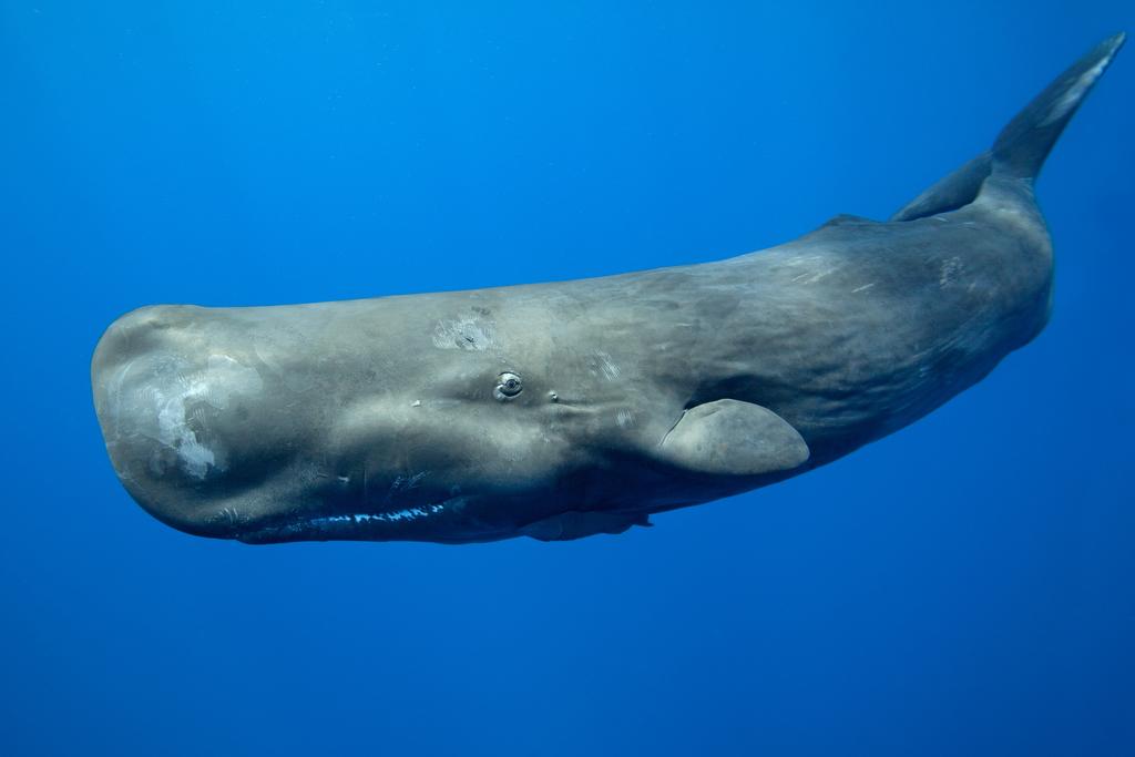 Pistol reccomend Pictures of sperm whale environment