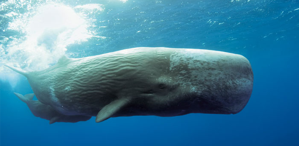 Cold F. reccomend Facts about the sperm whale