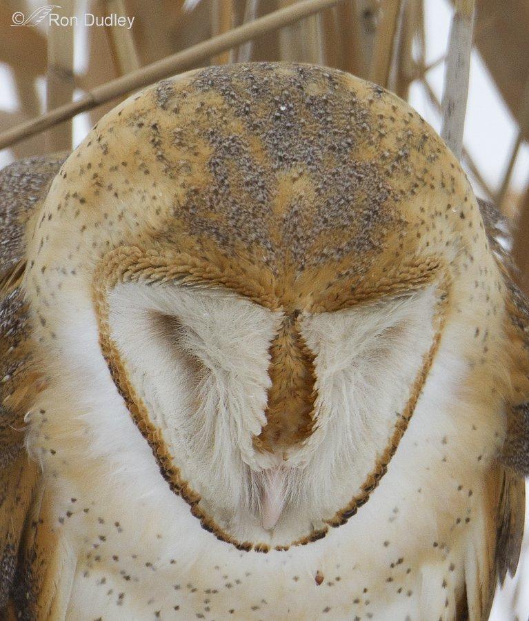 An owls facial disc