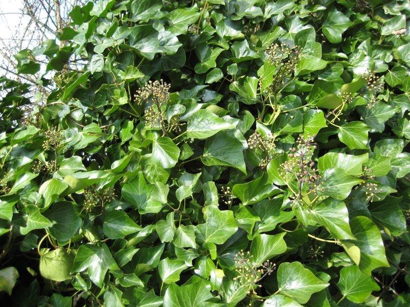 Tackle reccomend Mature english ivy