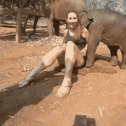 Sinker reccomend Lady getting fucked by a elephant