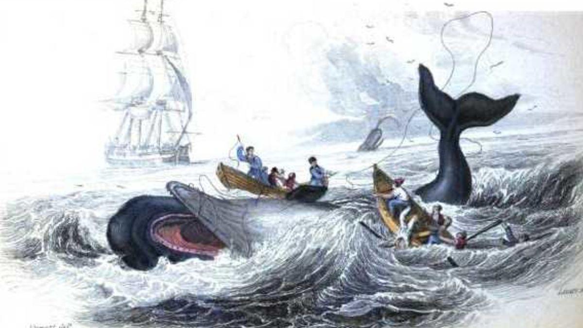 Fry S. reccomend Blubber sperm whales 1800s