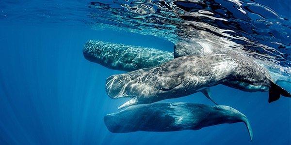 Zinger reccomend Food resources from sperm whales