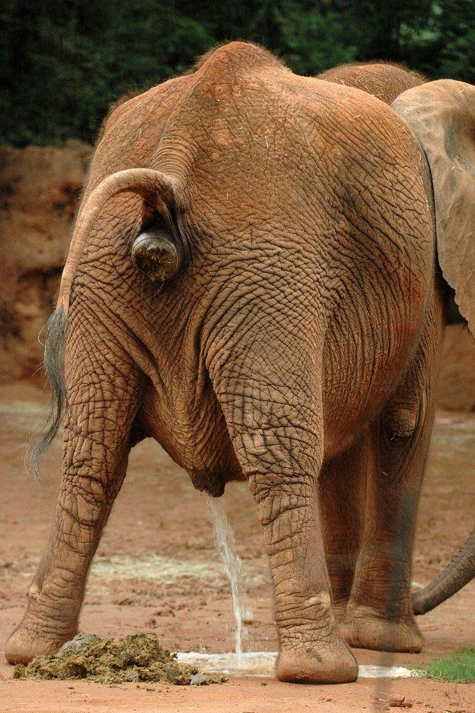 Elefanten Fick Porn Gratis Pornos und Sexfilme Hier Anschauen