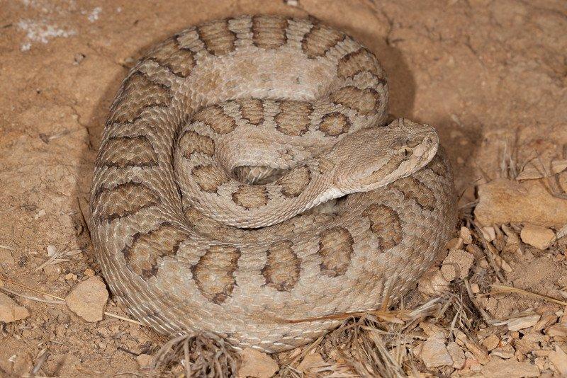 Baron reccomend Midget faded rattlesnake colorado