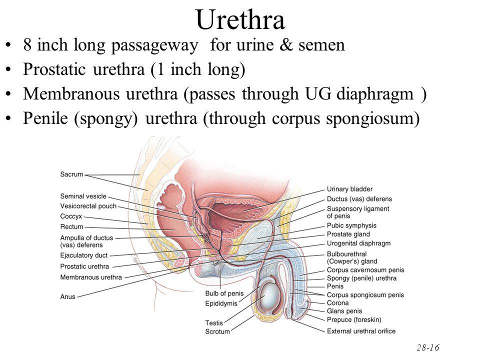 Benz reccomend Structure where sperm from the epidiymis to the urethra