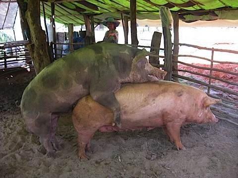best of Boars Castrating mature
