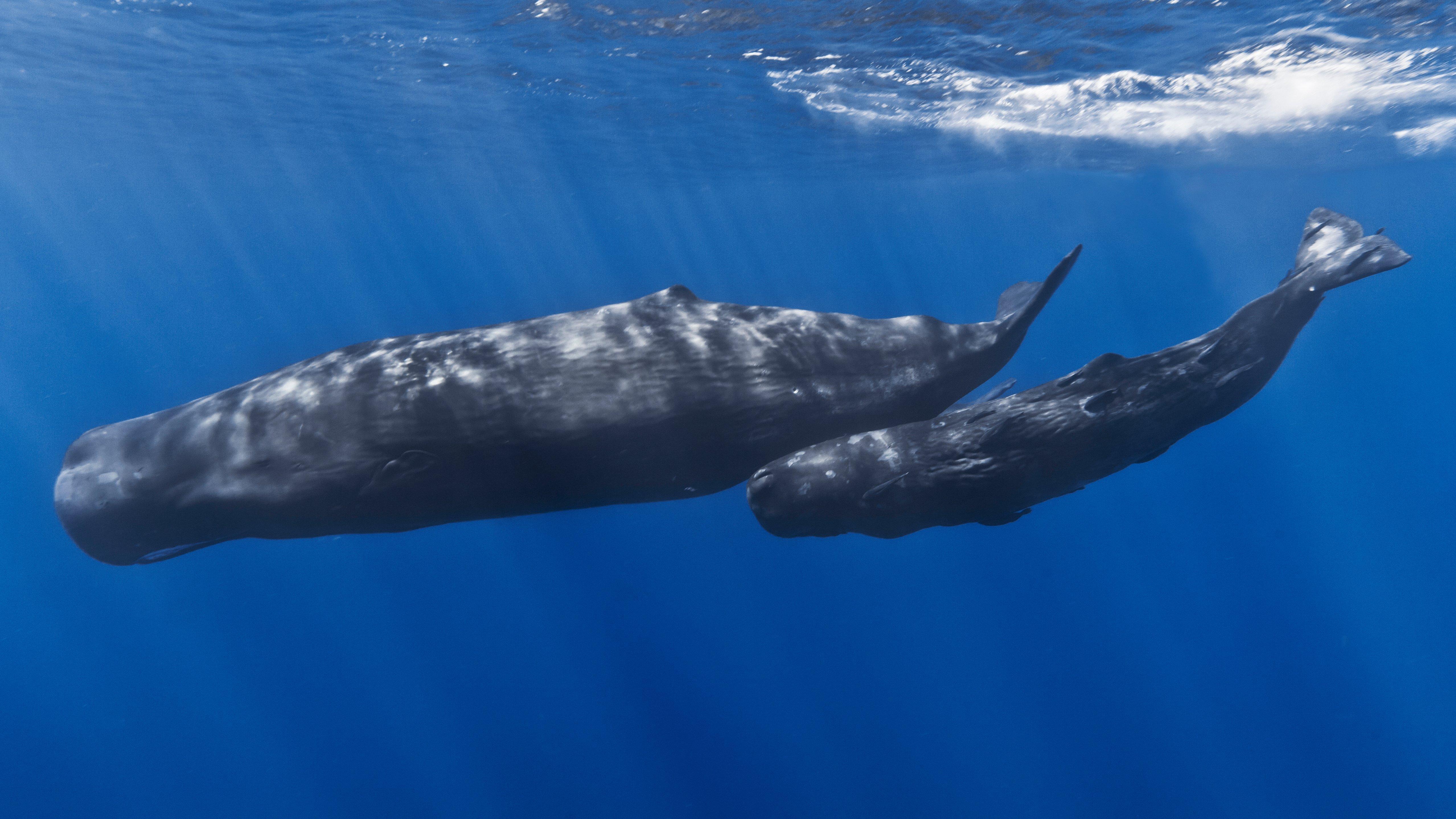 A mount of sperm a whale produces