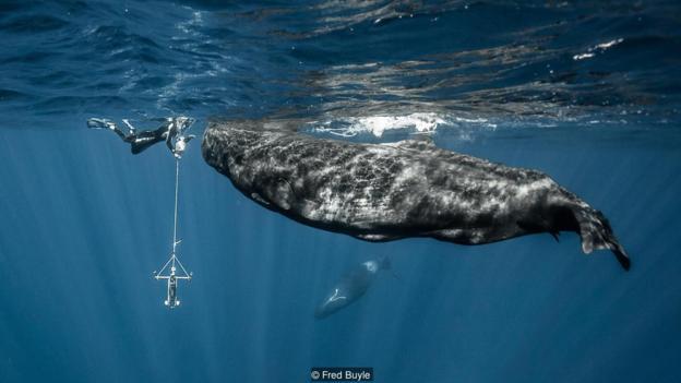 Paris reccomend A mount of sperm a whale produces