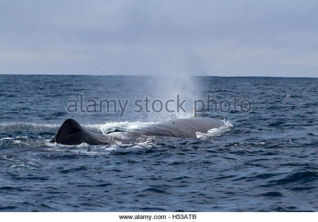 best of Whale sperm produces a of mount A