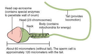 best of Of cells Number human sperm