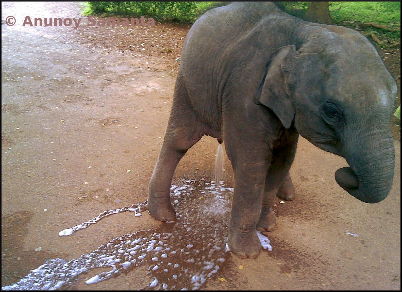 Amateur clip elephant list video.