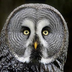 best of Disc An owls facial