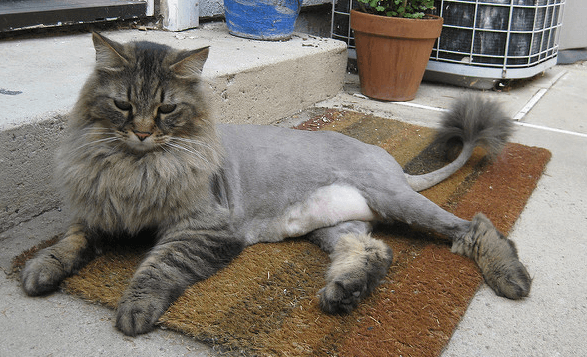 Sixlet reccomend And somebody shaved my cat