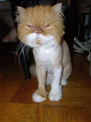And somebody shaved my cat