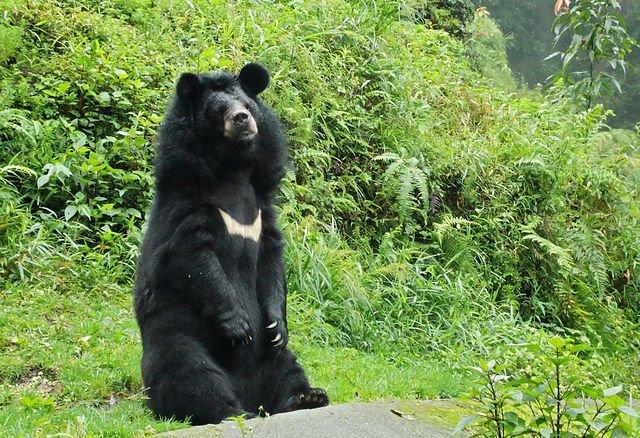 Asian black bear photos