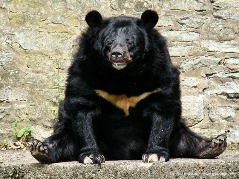 Asian black bear photos