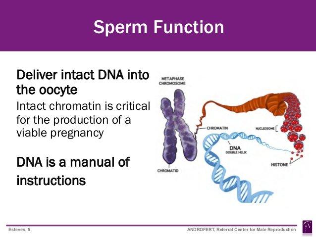 Starfire reccomend Assay chromatin fertility sperm sperm structure test