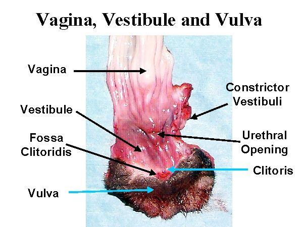 Whisky G. reccomend Vulva pleasure nurse