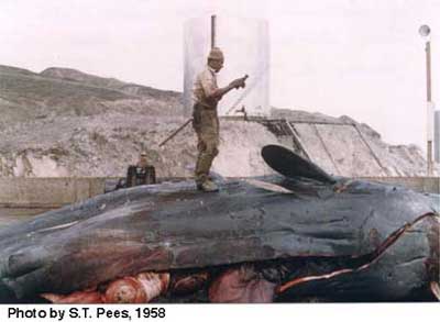 Blubber sperm whales 1800s