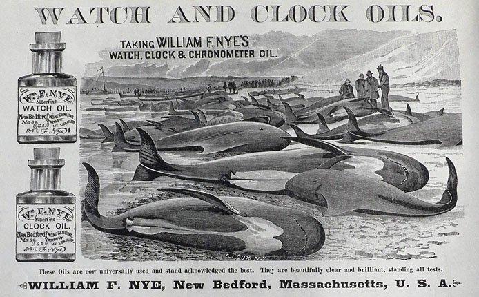 Black W. reccomend Blubber sperm whales 1800s