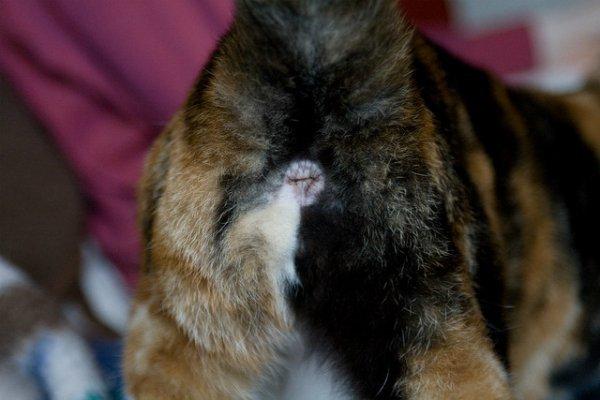 Armani reccomend Cat impacted anal glands symptoms