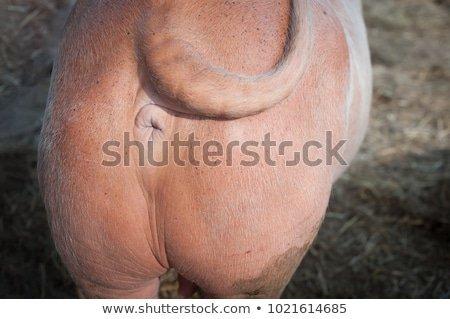 Close up of mans ass hole