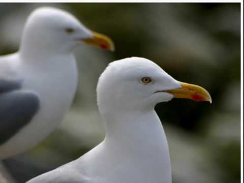 best of Humperdincks seagull Engelbert lesbian