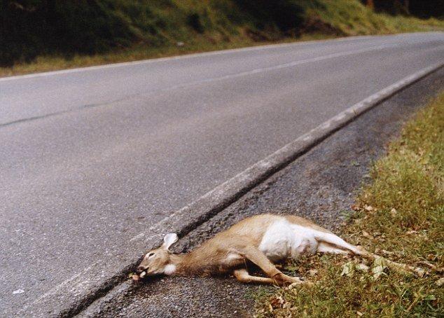 Dead deer sex