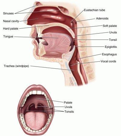 Deepthroat sex instructions  image