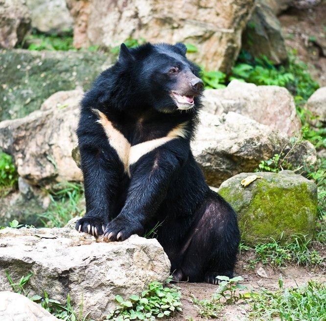 best of Photos Asian black bear